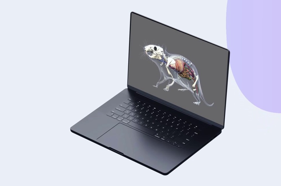 A 3D interactive rat skeleton model displayed on a laptop