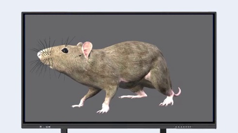 A 3D interactive rat model displayed on an interactive flat panel