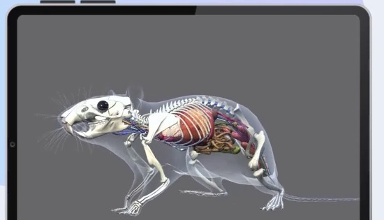 A 3D interactive rat skeleton model displayed on a tablet
